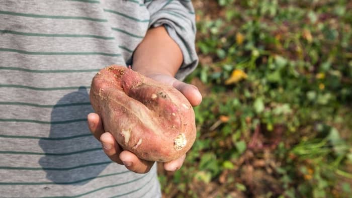  Why are yams and sweet potato interchangeable?