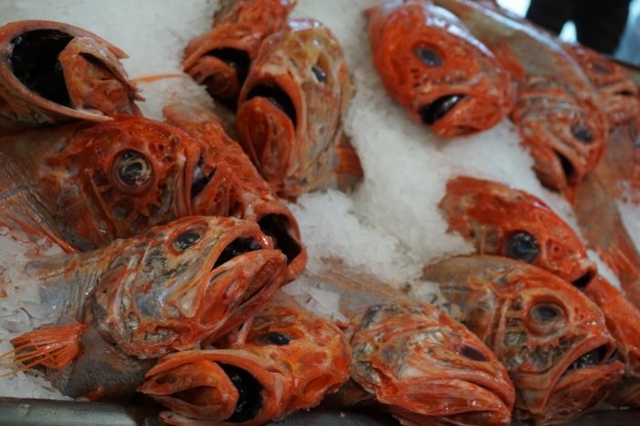 What Is Orange Roughy